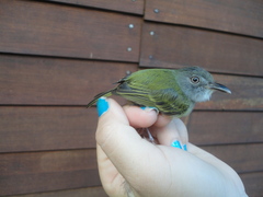 Oncostoma cinereigulare