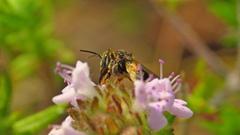 Exomalopsis