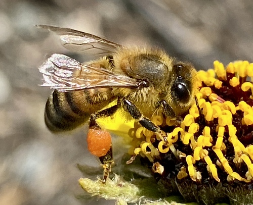 iNaturalist observation photo of Western Honey Bee