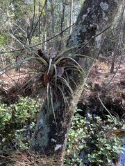 Tillandsia fasciculata
