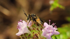 Exomalopsis