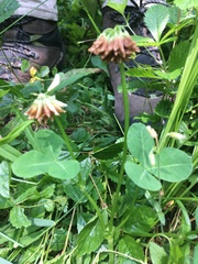 Trifolium stoloniferum