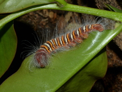 Pyrrhopyge