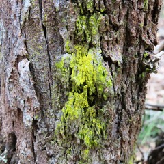 Chrysothrix candelaris