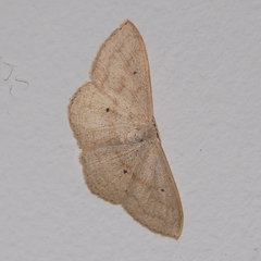 Sterrhinae