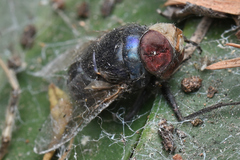 Copestylum mexicanum