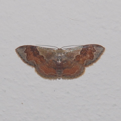 Sterrhinae