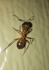 Camponotus festinatus