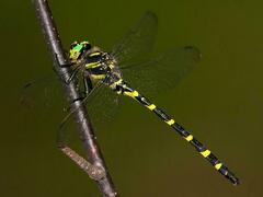 Cordulegaster erronea