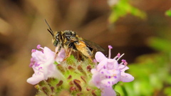 Exomalopsis