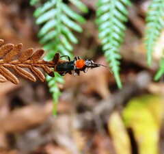 Chauliognathus tricolor