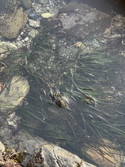 Zostera