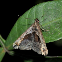 Palthis argenteicincta