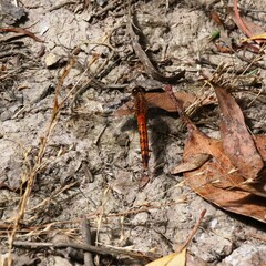 Diplacodes melanopsis