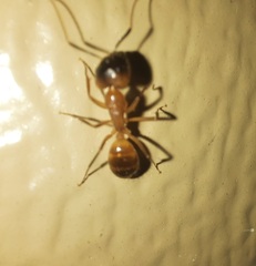 Camponotus festinatus