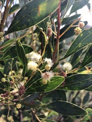 Phyllodineae