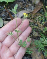 Lotus subbiflorus