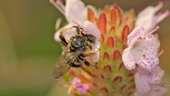Exomalopsis