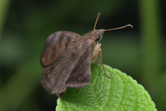 Pellicia dimidiata dimidiata