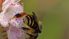 Exomalopsis