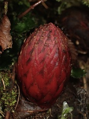 Langsdorffia