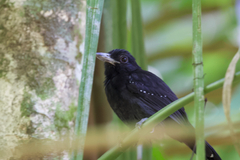 Thamnophilus bridgesi