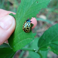 Calligrapha polyspila