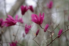 Magnolia liliiflora