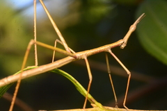 Tetanorhynchini