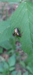 Calligrapha polyspila