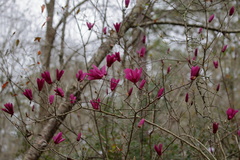 Magnolia liliiflora