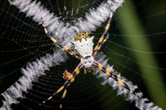 Argiope submaronica