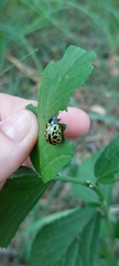 Calligrapha polyspila