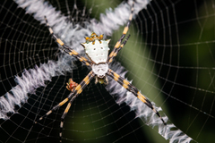 Argiope submaronica