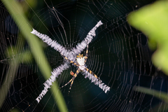 Argiope submaronica