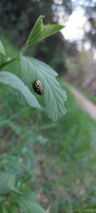 Calligrapha polyspila