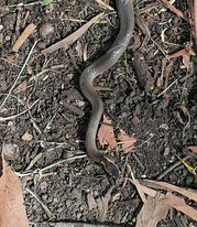 Cacophis squamulosus