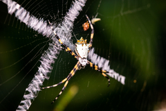 Argiope submaronica