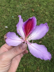 Bauhinia variegata