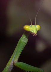 Parastagmatoptera