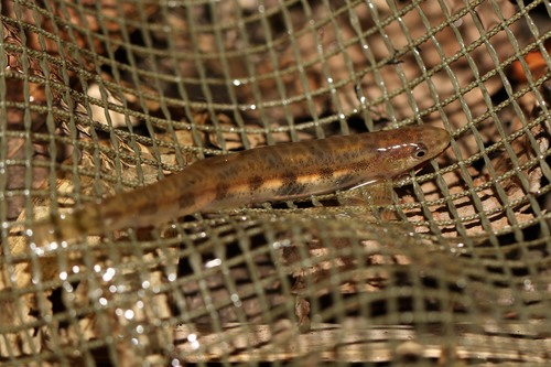 Parakneria spekii