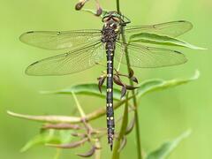 Cordulegaster maculata