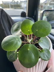 Pilea peperomioides
