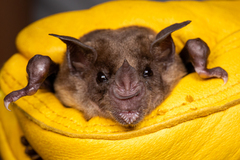 Phyllostomus discolor