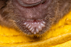 Phyllostomus discolor