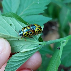 Calligrapha polyspila