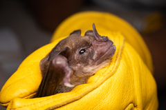 Phyllostomus discolor