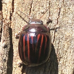 Paropsisterna semivittata