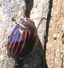 Paropsisterna semivittata