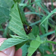 Calligrapha polyspila